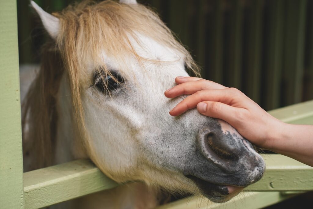 A hand resting on a horse