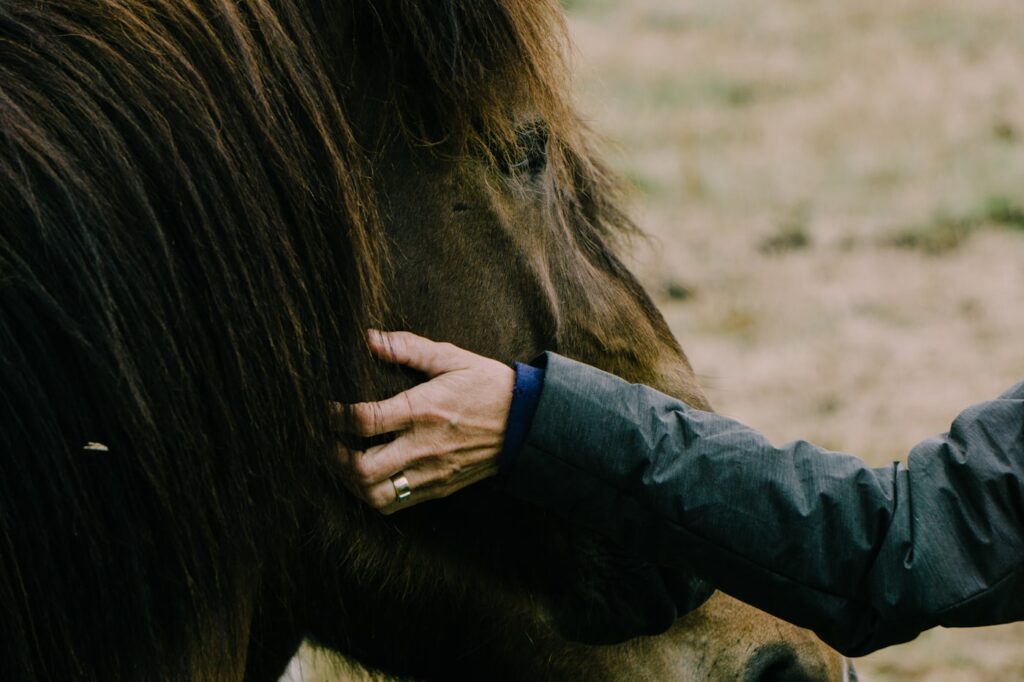 A person gently handling a horse