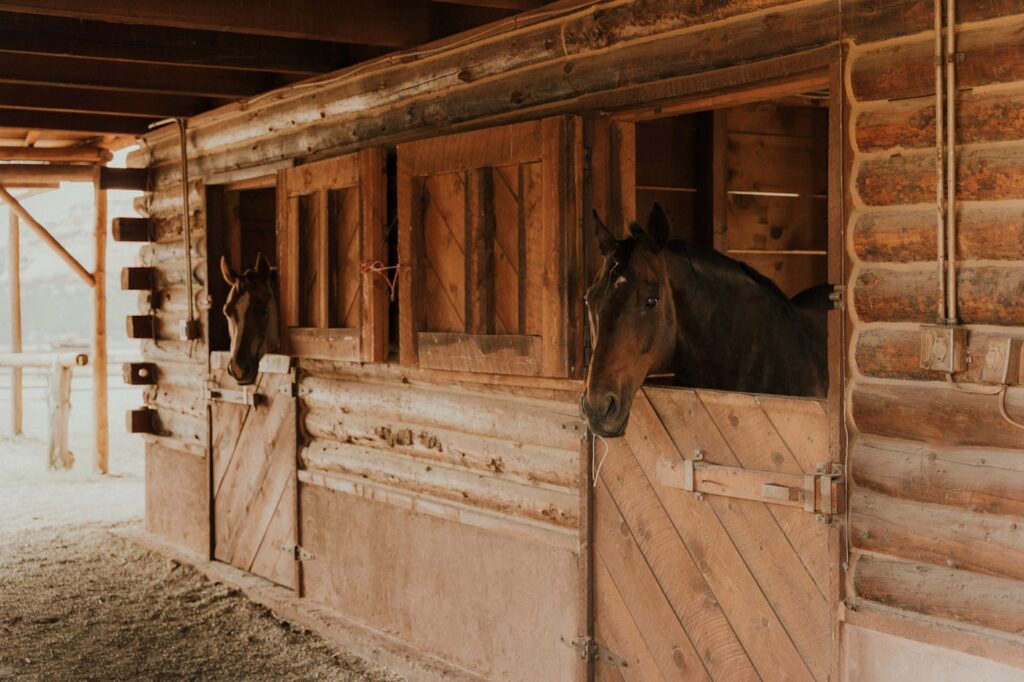 A horse in a stable